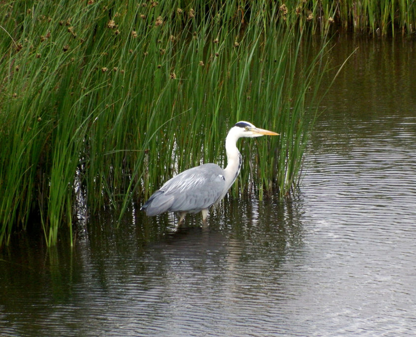 Grey heron