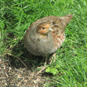 Grey partridge