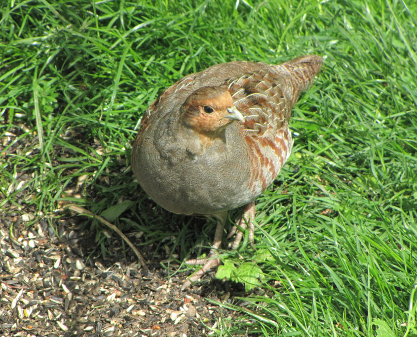 Grey partridge