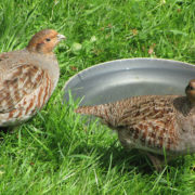 Grey partridge