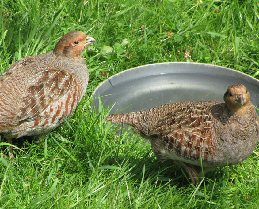 Grey partridge