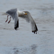 Herring gull flying