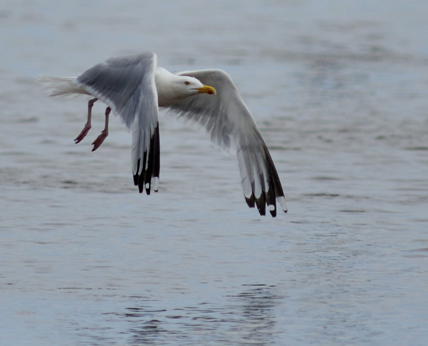 Herring gull flying