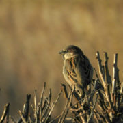 House sparrow