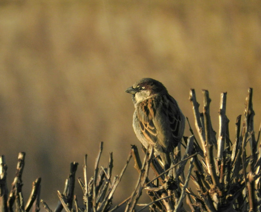 House sparrow