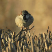 House sparrow