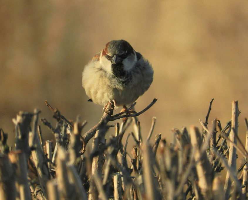 House sparrow