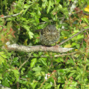 Dunnock