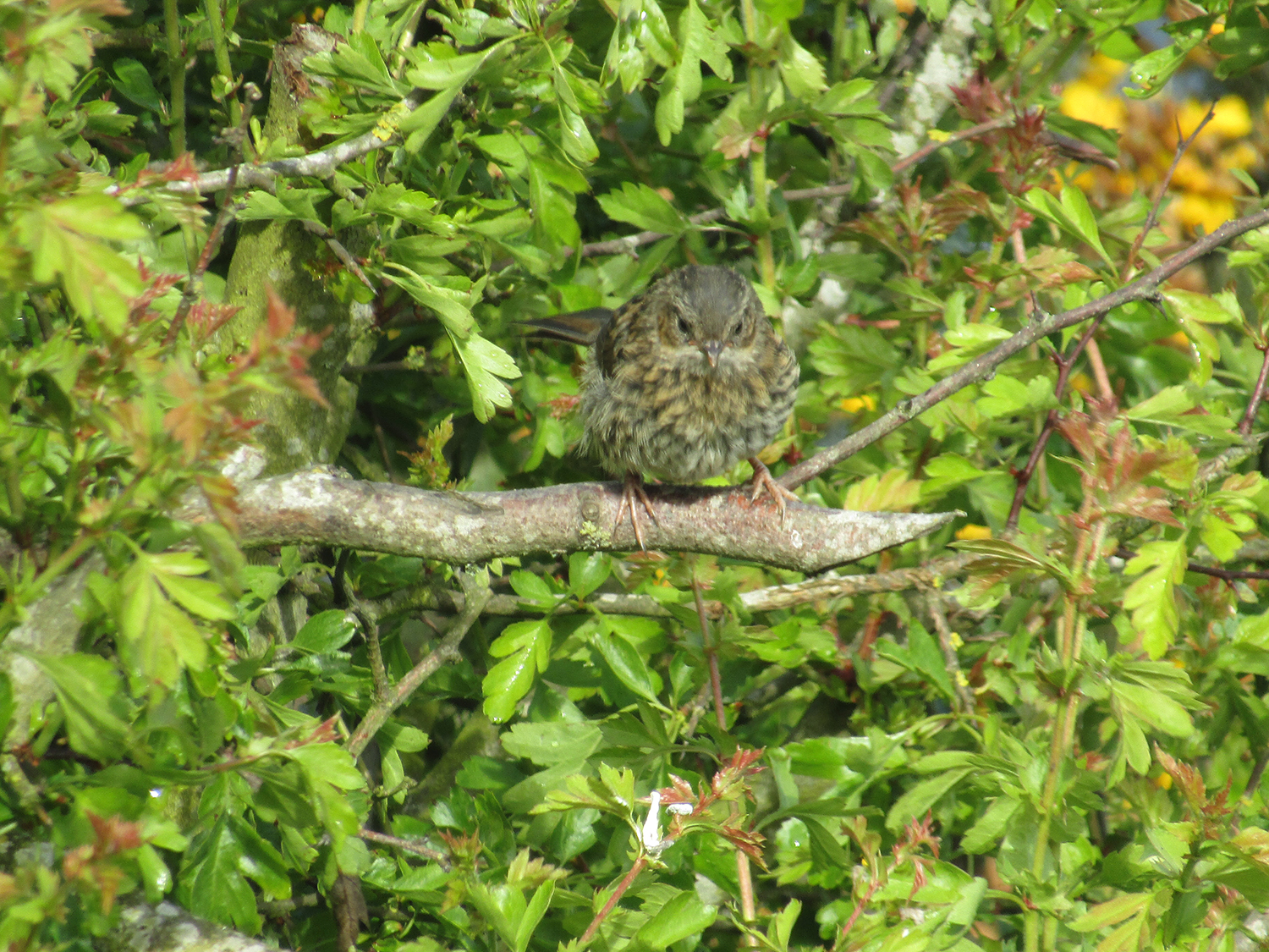 Dunnock