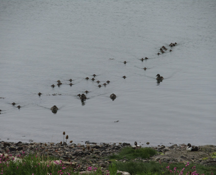 Eider duck