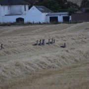 Greylag geese in field