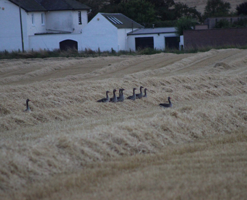 Greylag geese in field