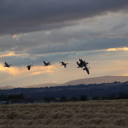 Greylag geese in flight