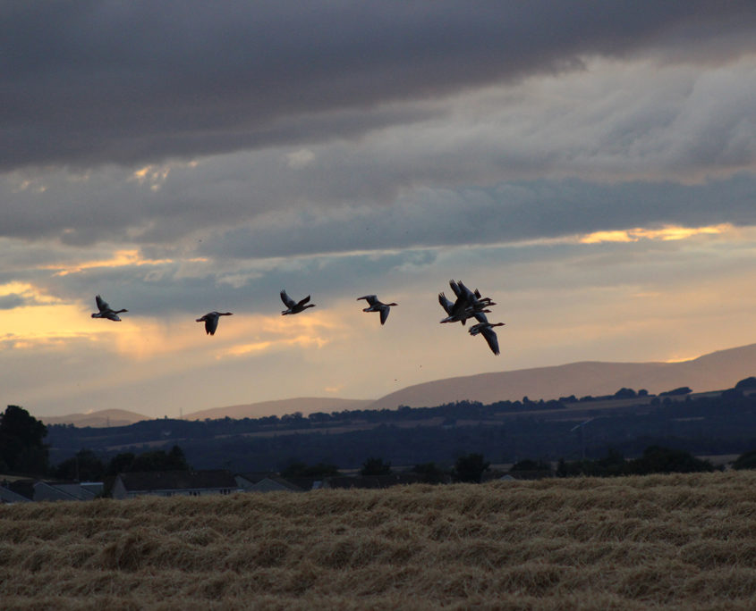 Greylag geese in flight