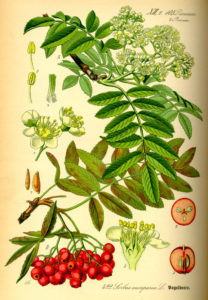 Details of Sorbus aucuparia. © via Wikipedia.it