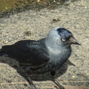 Jackdaw