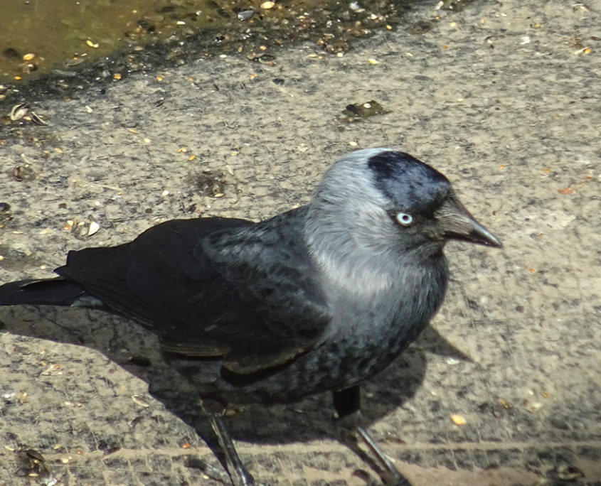 Jackdaw