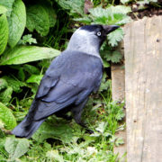 Jackdaw