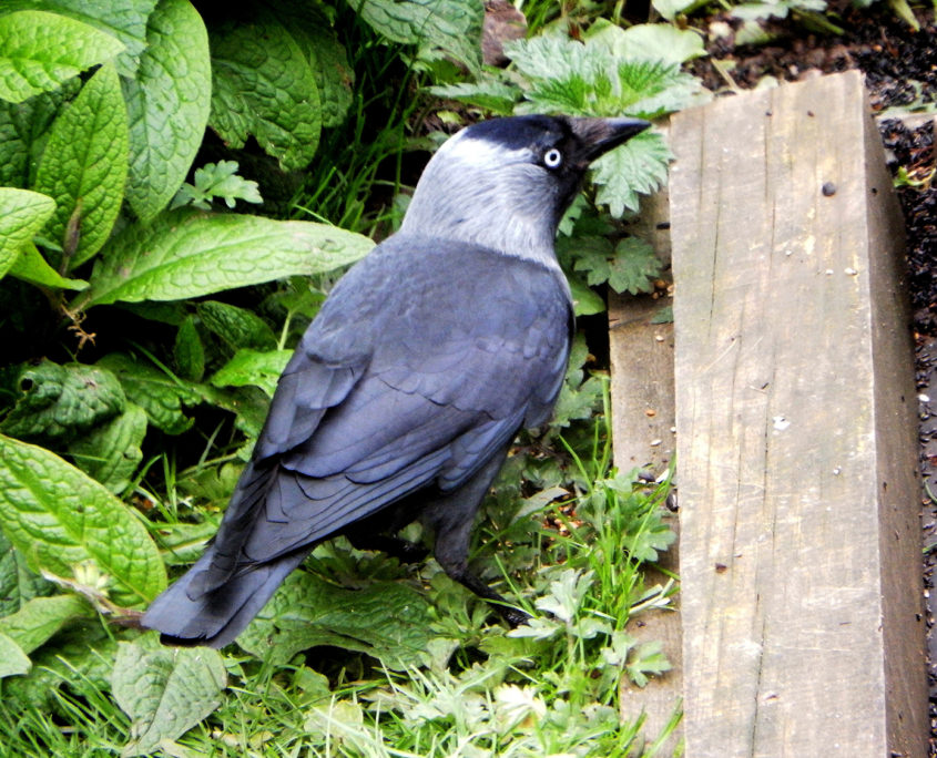 Jackdaw