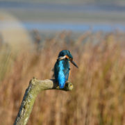 Kingfisher