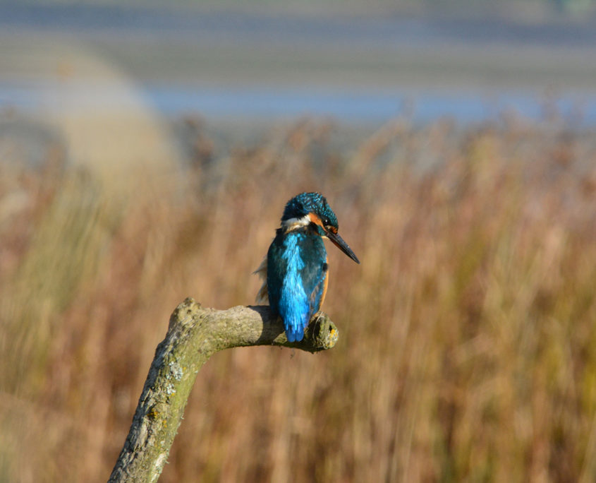 Kingfisher