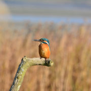 Kingfisher