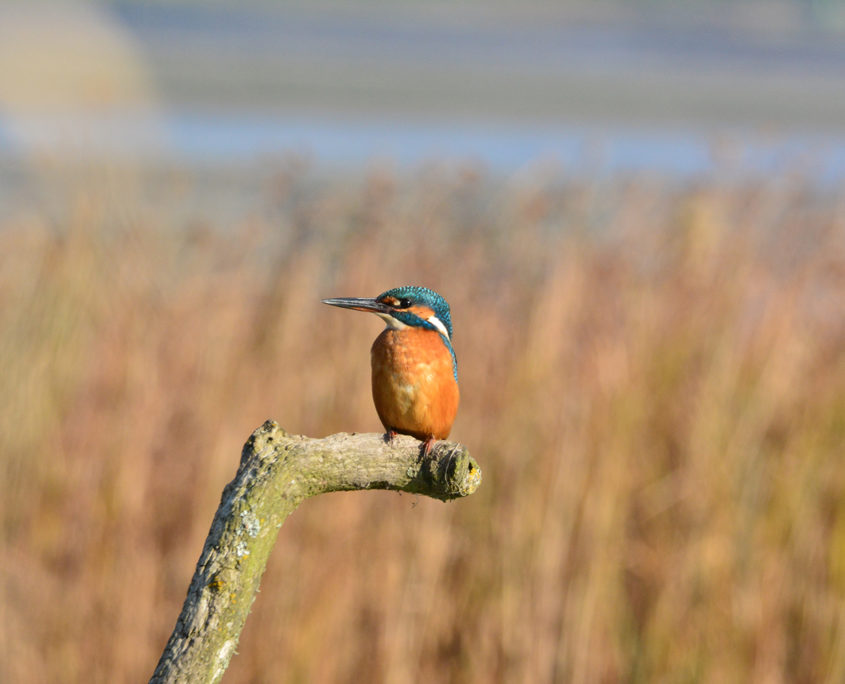 Kingfisher