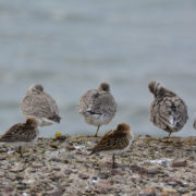 Dunlin and Knot