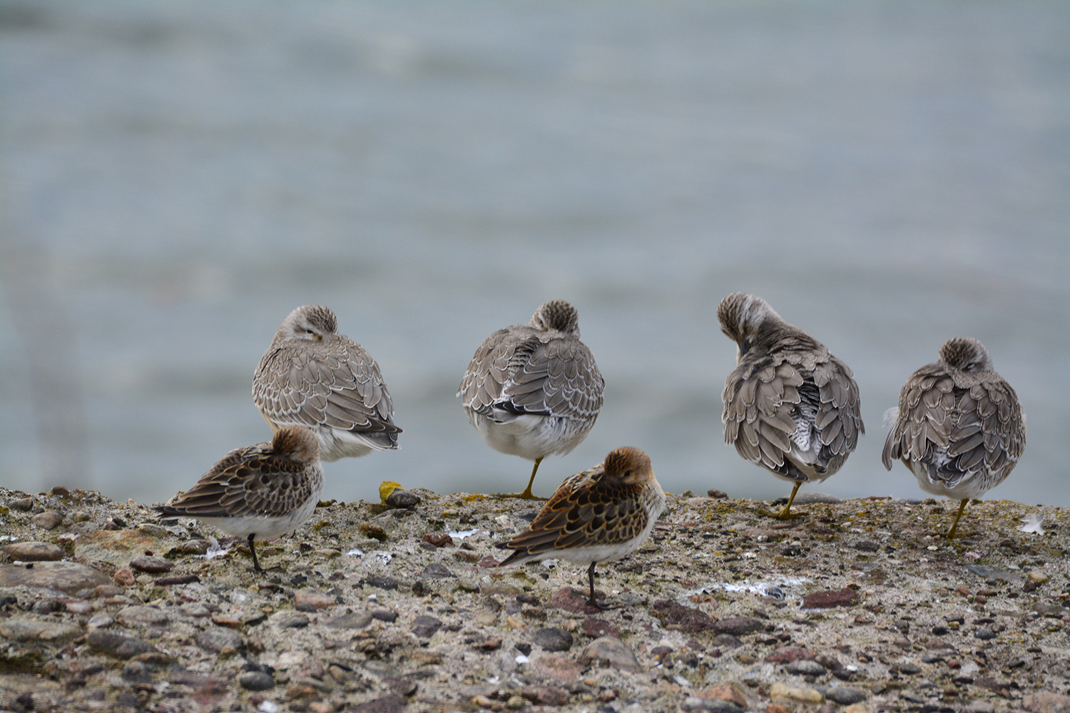 Dunlin and Knot