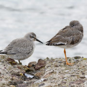 Knot and Redshank