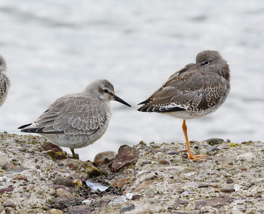 Knot and Redshank