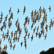 Knot in flight