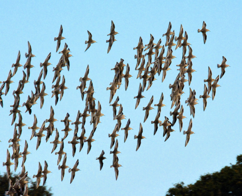 Knot in flight