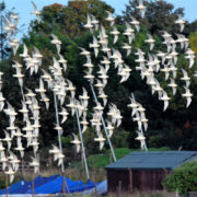 Knot in flight