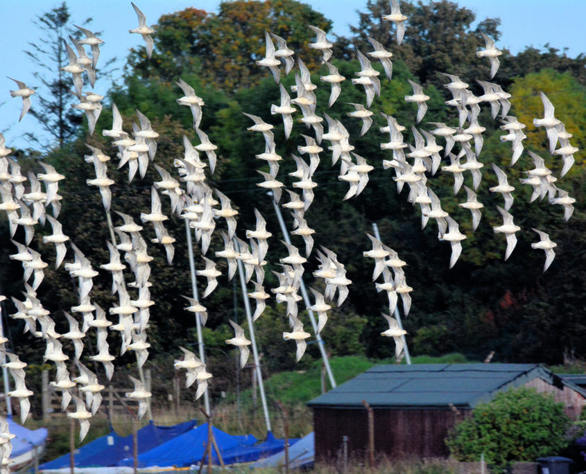 Knot in flight