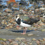 Lapwing