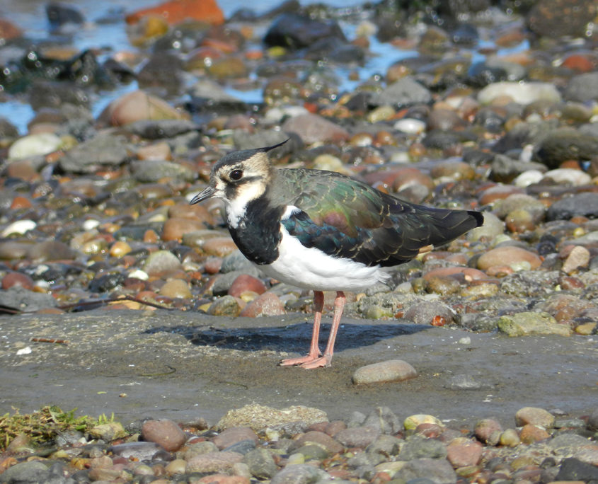 Lapwing