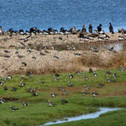 Lapwing