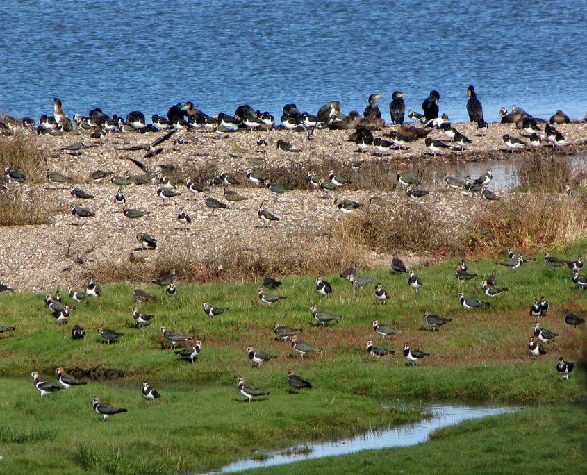 Lapwing