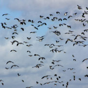 Lapwing flock in flight