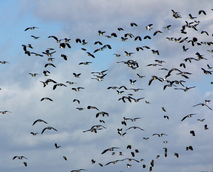 Lapwing flock in flight