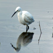 Little egret