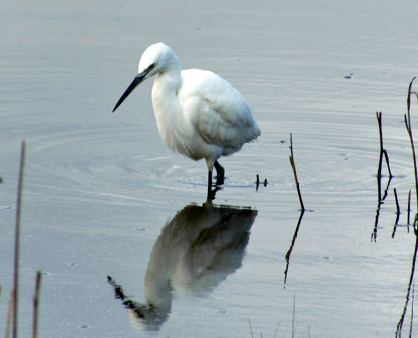 Little egret