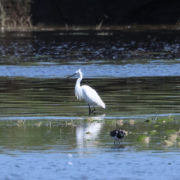 Little egret