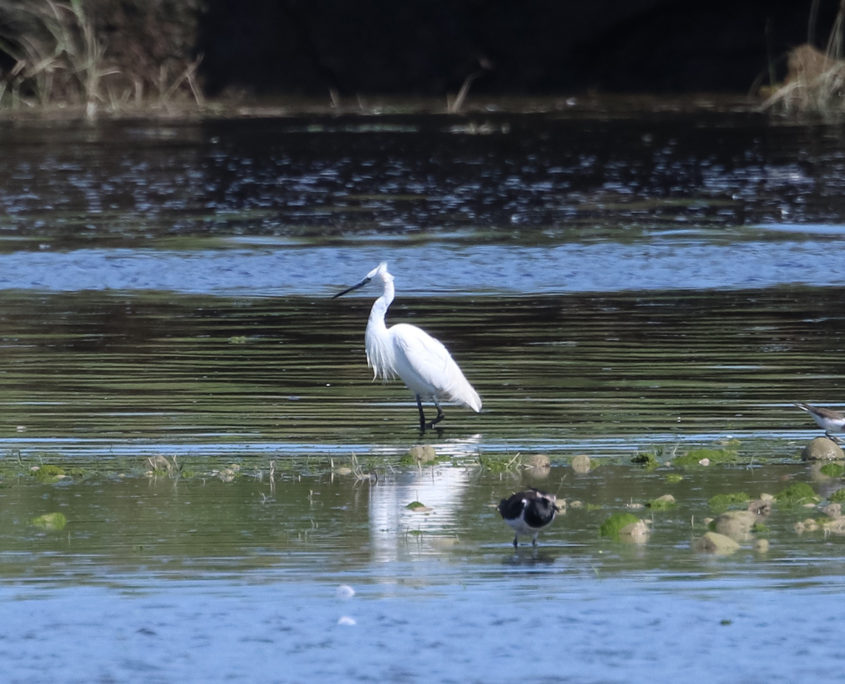 Little egret