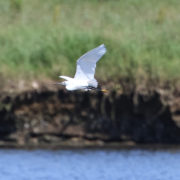 Little egret