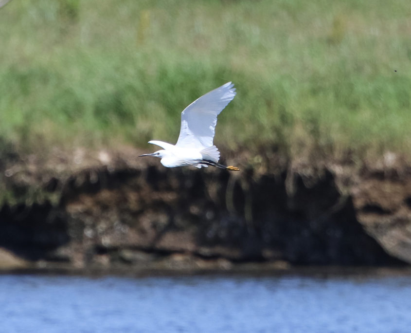 Little egret