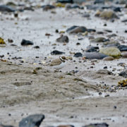 Ringed plover