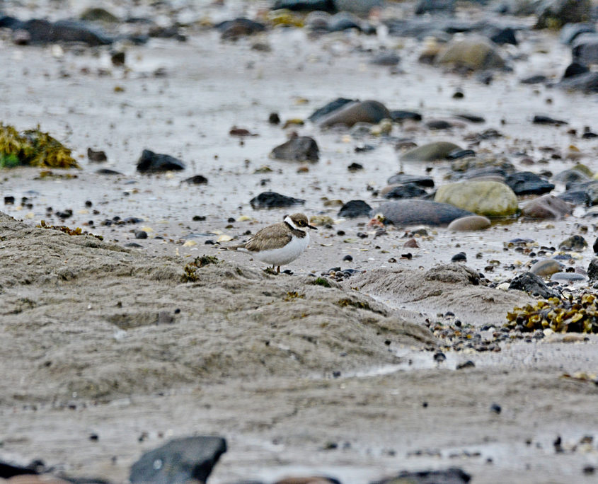 Ringed plover