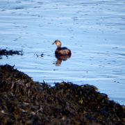 Little grebe